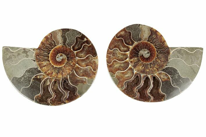 Bargain, 6.55" Cut & Polished, Agatized Ammonite Fossil - Madagascar